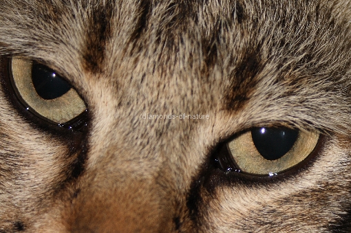 Hauskatze / Domestic Cat / Felis domestica