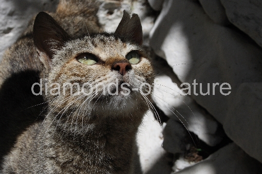 Hauskatze / Domestic Cat / Felis domestica