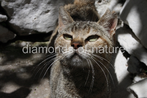 Hauskatze / Domestic Cat / Felis domestica
