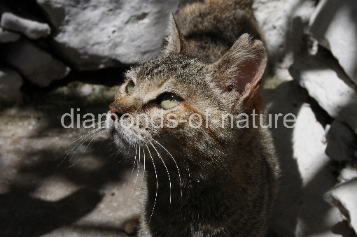 Hauskatze / Domestic Cat / Felis domestica