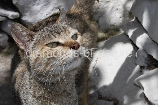 Hauskatze / Domestic Cat / Felis domestica