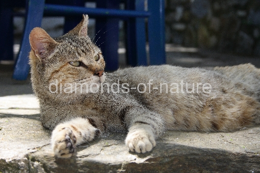 Hauskatze / Domestic Cat / Felis domestica
