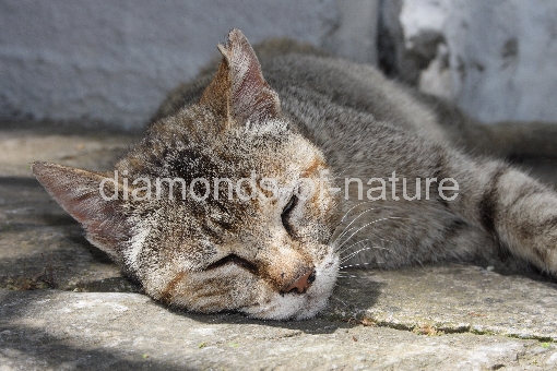 Hauskatze / Domestic Cat / Felis domestica