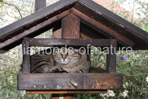 Hauskatze im Vogelhaus / Domestic Cat in Aviary / Felis domestica