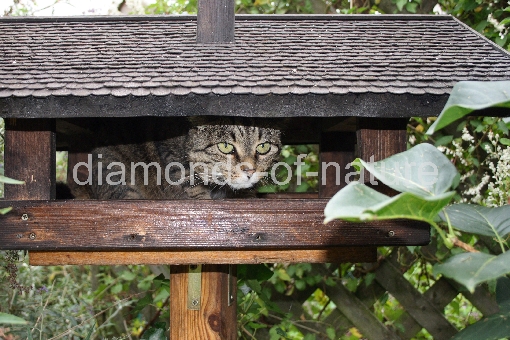 Hauskatze im Vogelhaus / Domestic Cat in Aviary / Felis domestica