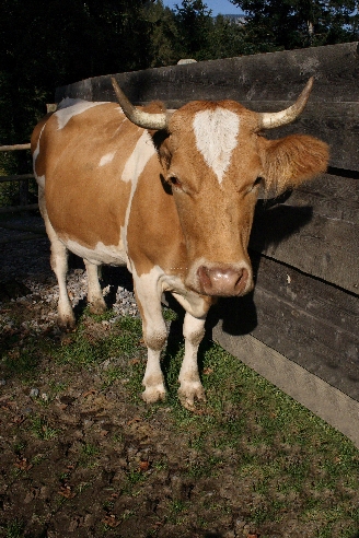 Rind / Cattle / Bos taurus