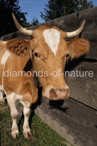 Rind / Cattle / Bos taurus