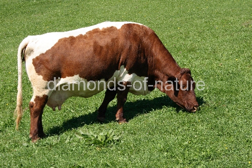 Rind / Cattle / Bos taurus