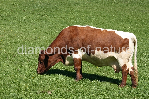 Rind / Cattle / Bos taurus