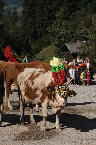Rind / Cattle / Bos taurus